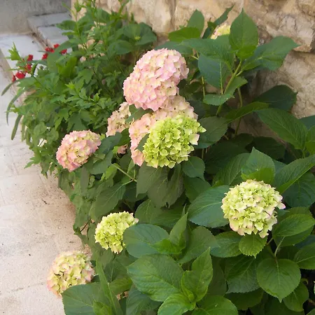 Lucijo 3* Vrboska